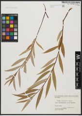 Foto von Salix acmophylla Boiss.